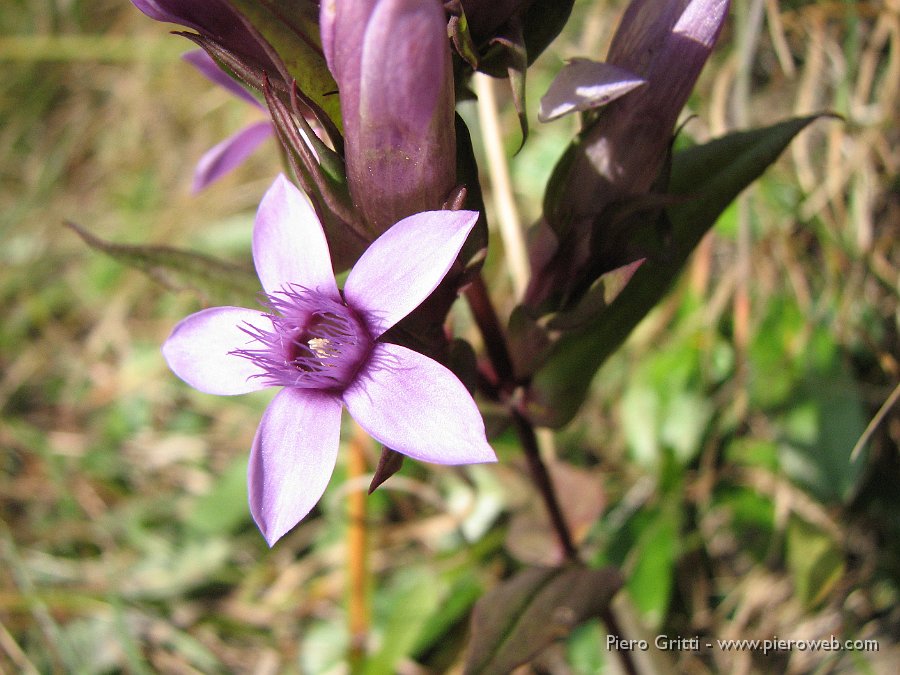 cancervo 070.jpg - Genzianella germanica aperta al sole d'ottobre